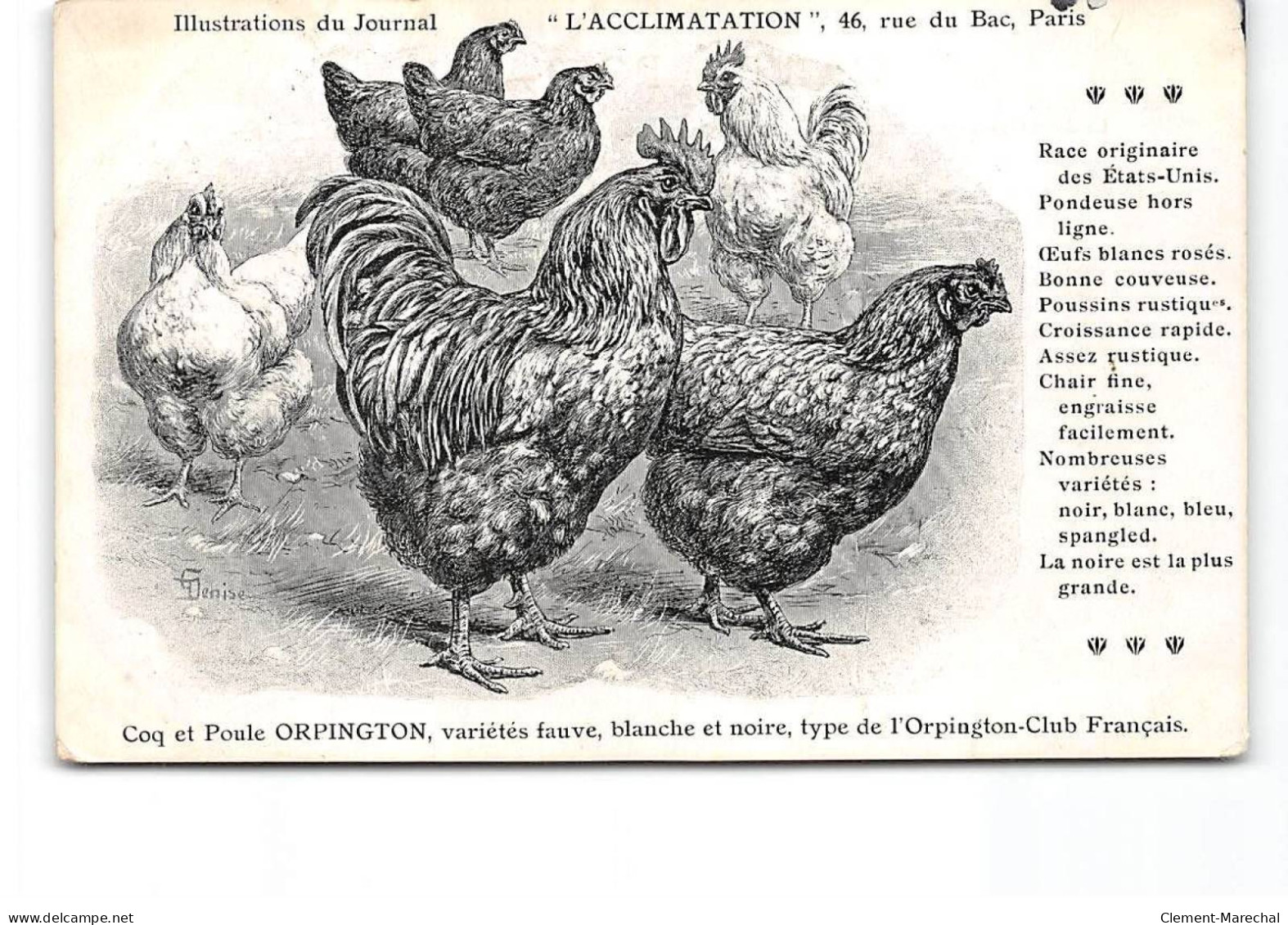 PARIS - Illustration Du Journal " L'Acclimatation " - Coq Et Poule Orpington - état - Santé, Hôpitaux