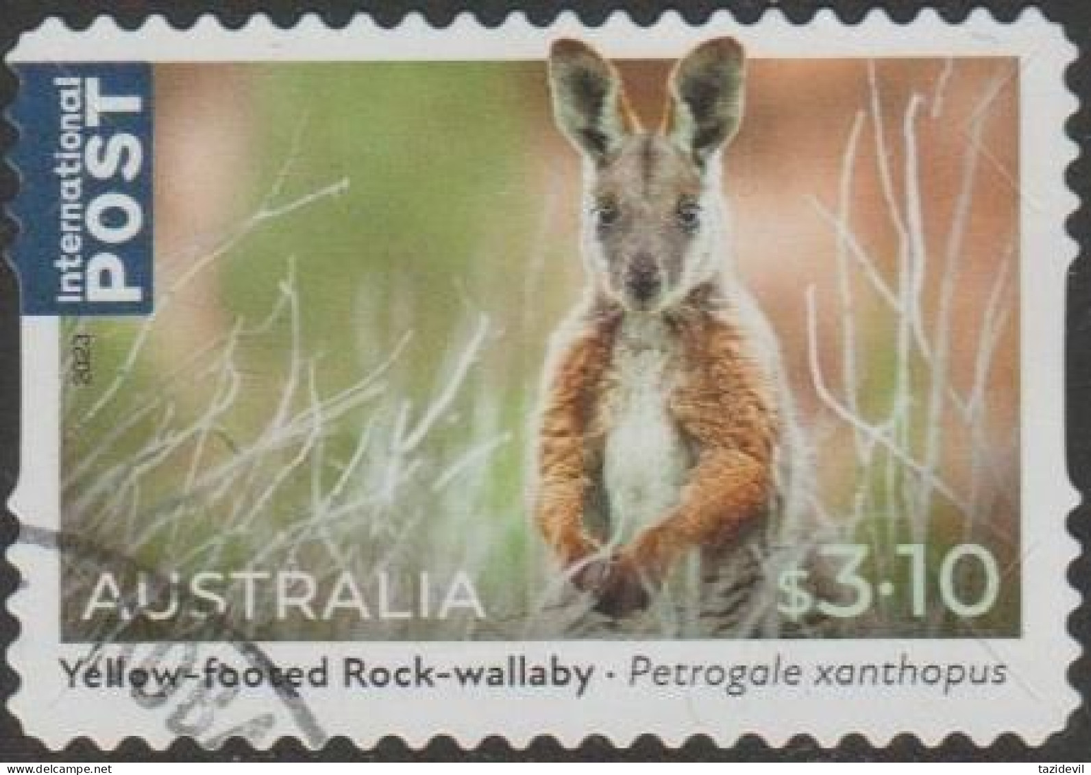 AUSTRALIA - DIE-CUT-USED 2023 $3.10 Native Animals, International - Yellow-footed Rock-Wallaby - Used Stamps
