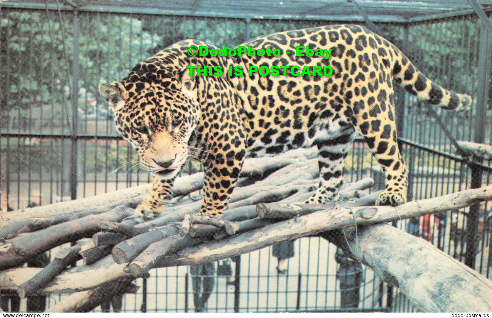 R416729 Jaguar. Michael Lyster. The Zoological Society Of London. L. LZ 19 - Autres & Non Classés