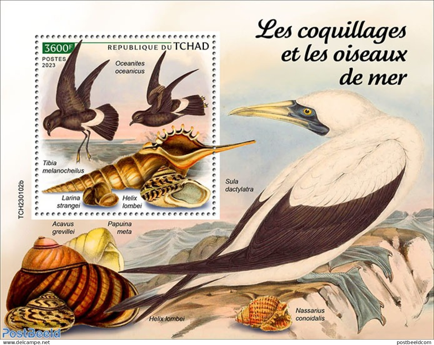 Chad 2023 Shells And Seabirds, Mint NH, Nature - Birds - Shells & Crustaceans - Autres & Non Classés