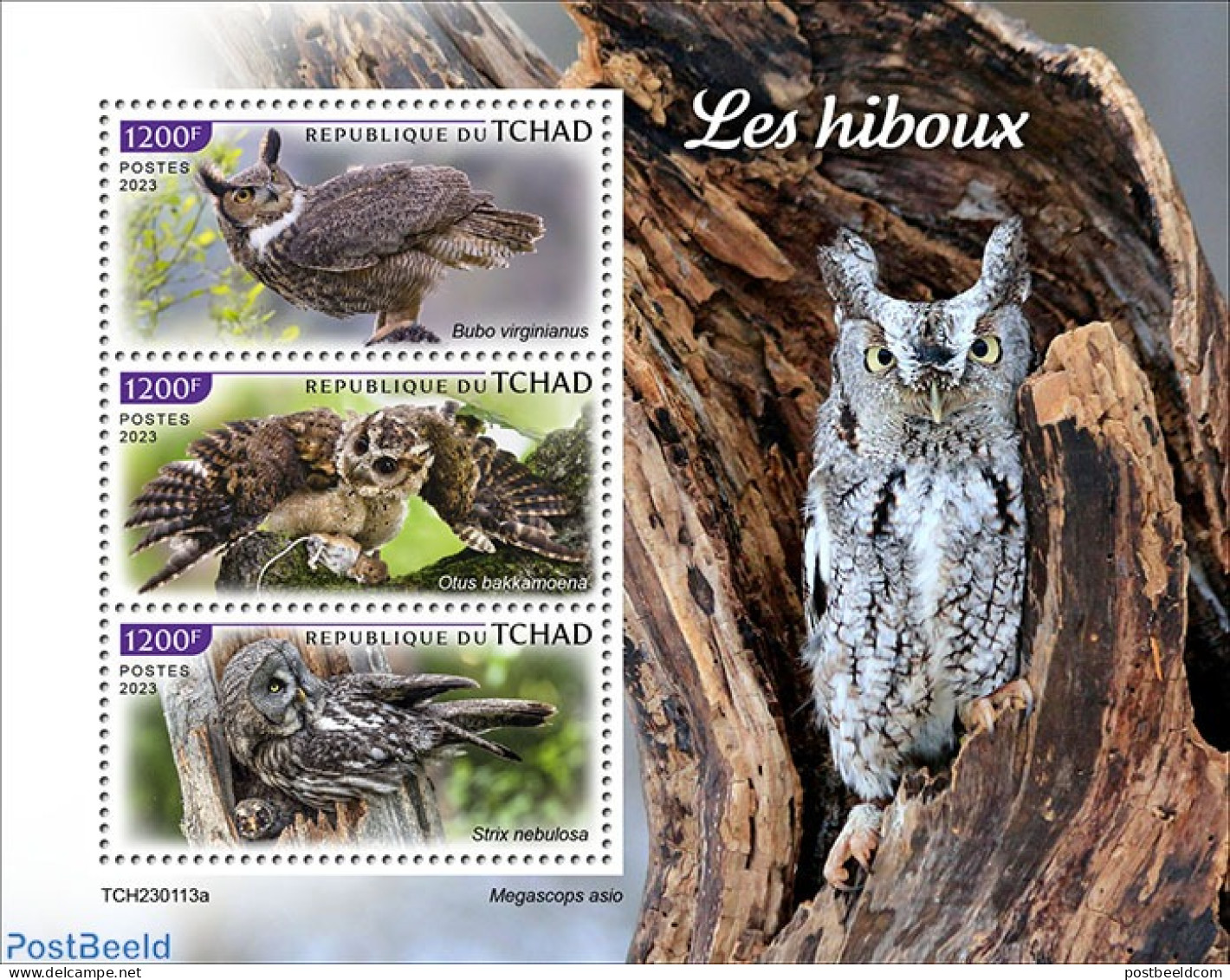 Chad 2023 Owls, Mint NH, Nature - Birds - Birds Of Prey - Owls - Other & Unclassified