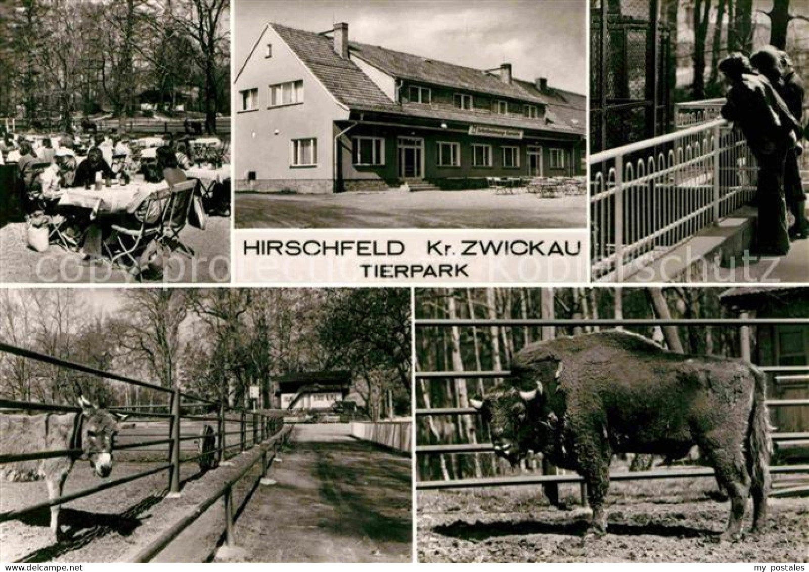 72729687 Hirschfeld Zwickau Gaststaette Terrasse Tierpark Esel Bison Hirschfeld  - Autres & Non Classés