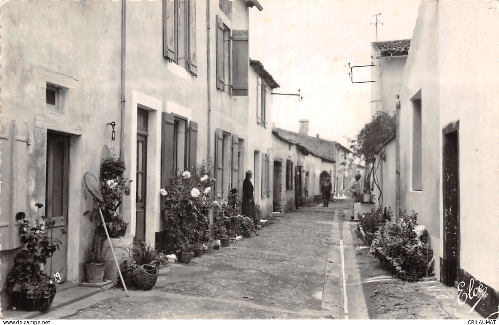 17-ILE DE RE VENELLE AUX FLEURS-N°5140-E/0273 - Ile De Ré