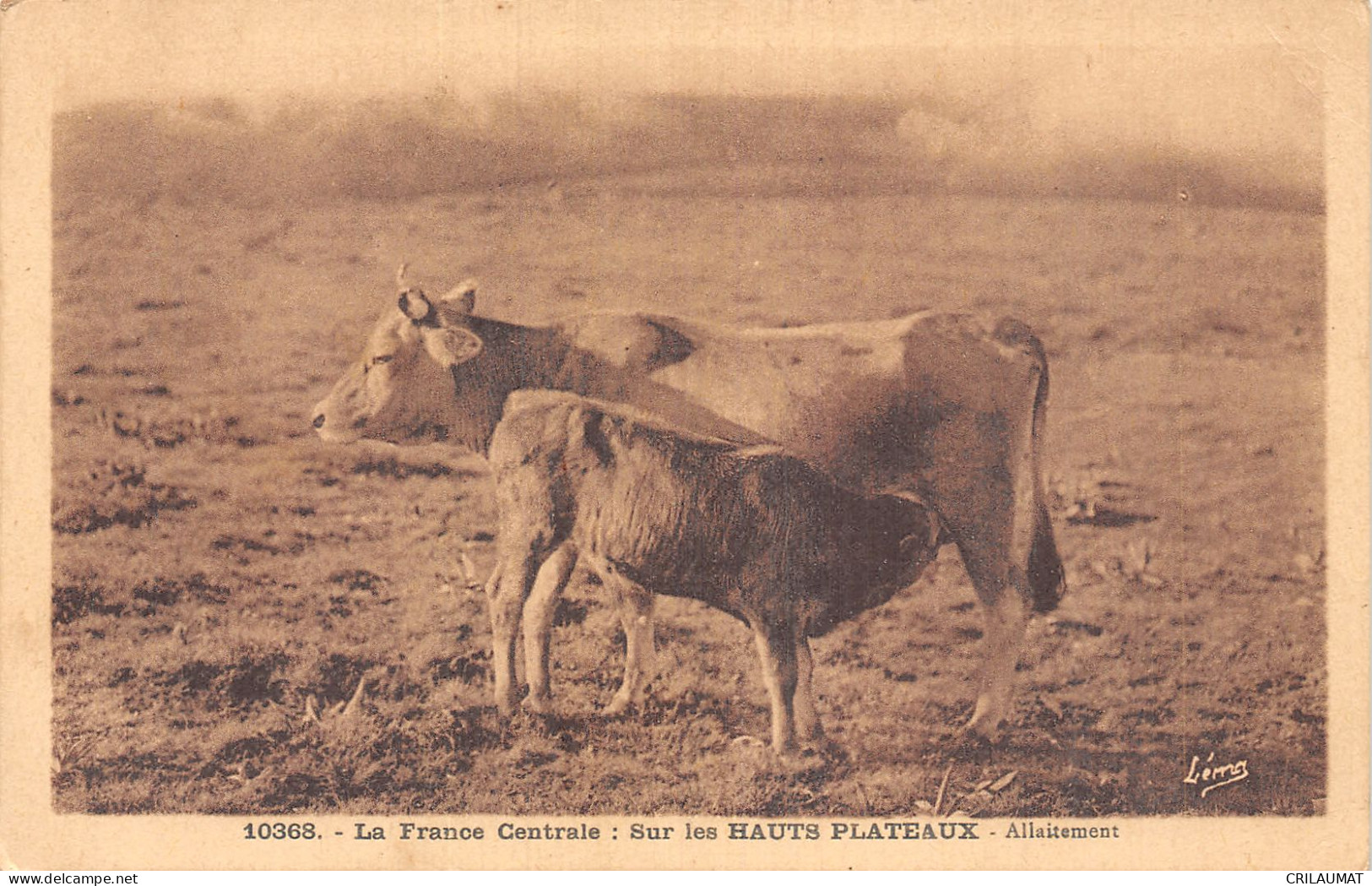 TH-AGRICULTURE France CENTRALE SUR LES HAUTS PLATEAUX ALLAITEMENT-N°5140-G/0359 - Breeding