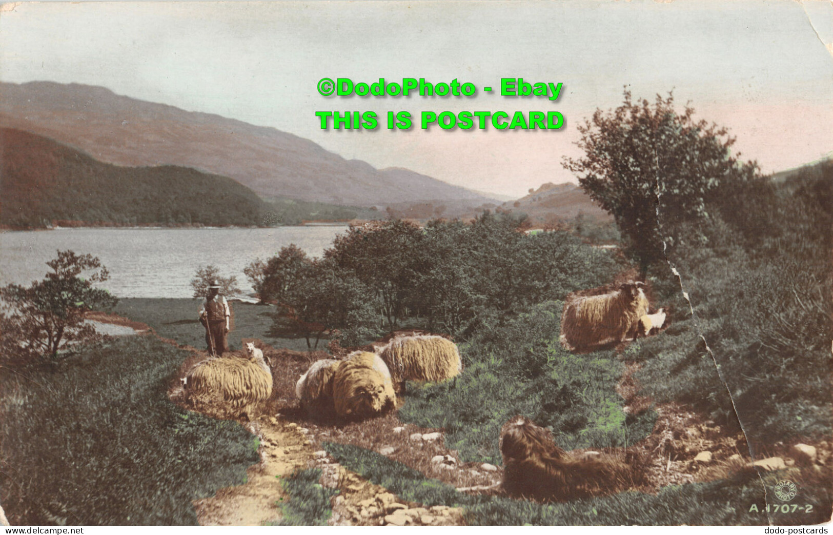 R416895 Landscape. Sheep. A. 1707 2. Hand Painted Real Photograph. Rotary Photo - World