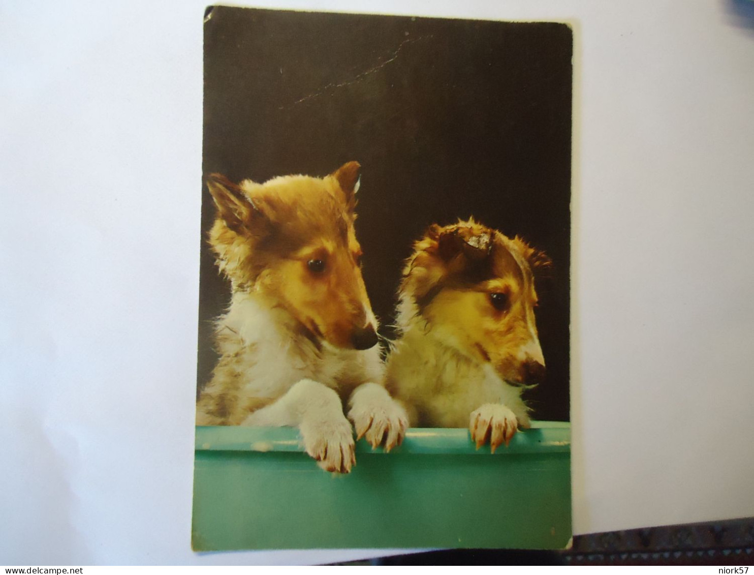 NETHERLANDS  POSTCARDS DOGS   YOUNG COLLIES - Other & Unclassified
