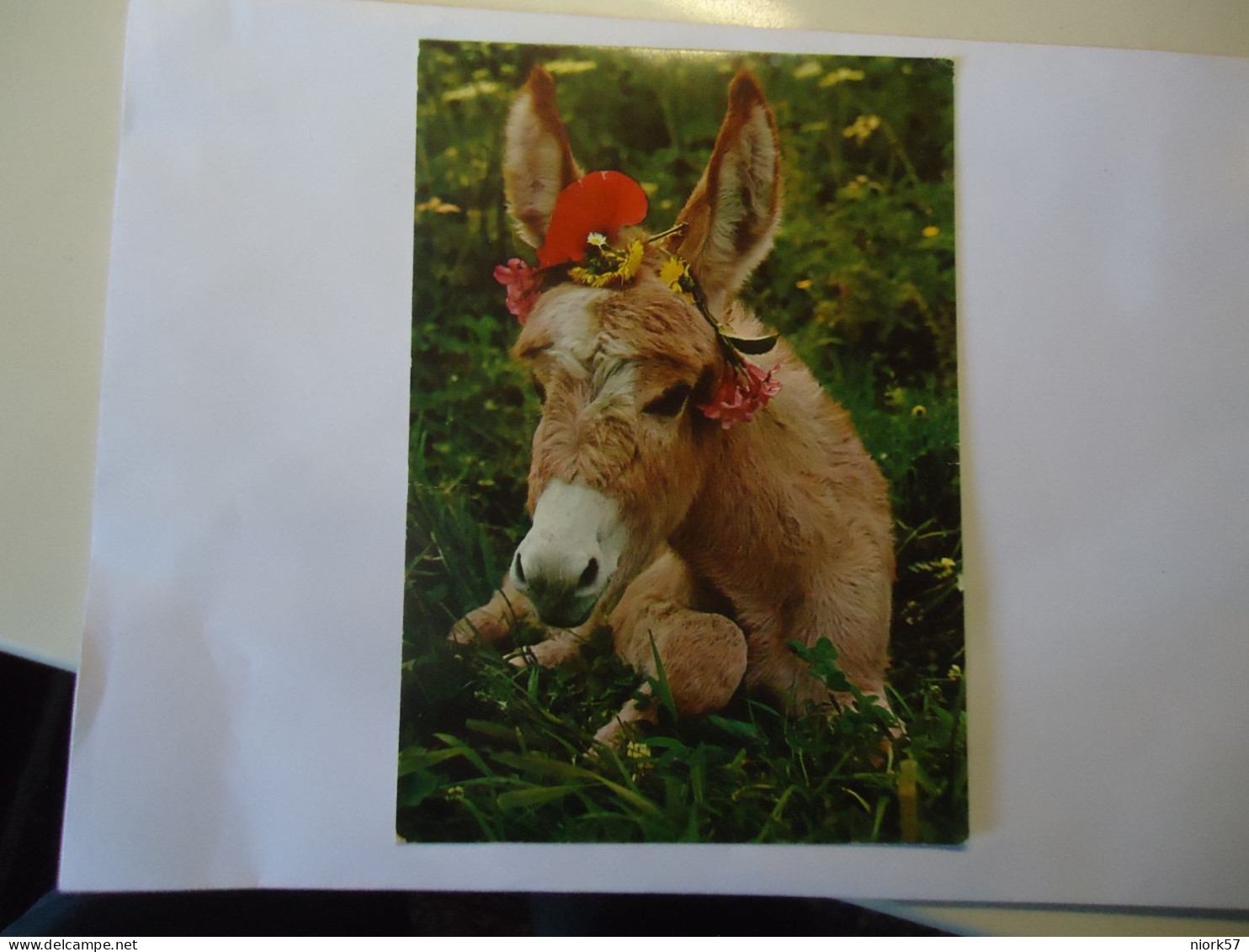 CREECE POSTCARDS  ANIMALS DONKY  ΓΑΙΔΑΡΟΣ - Anes