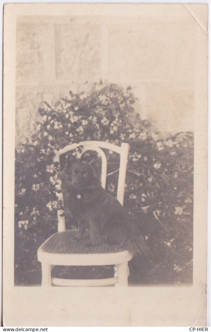 CARTE- PHOTO - CHIEN SUR UNE CHAISE PRIS A L'EXTERIEUR EN SOUVENIR CAP MARTIN PHOTOGRAPHE BERNARD A MENTON (VOIR AU DOS) - Chiens