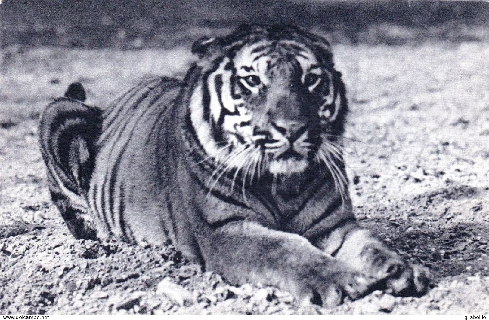 75 - PARIS 12 - Parc Zoologique Du Bois De Vincennes - Un Tigre Du Bengale - Paris (12)