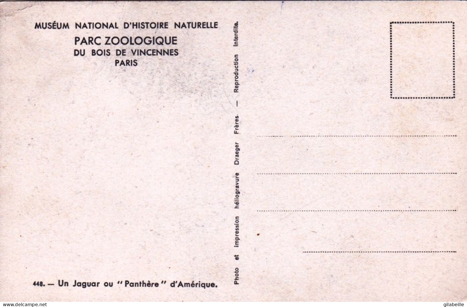 75 - PARIS 12 - Parc Zoologique Du Bois De Vincennes - Un Jaguar Ou Panthere D Amerique - Arrondissement: 12