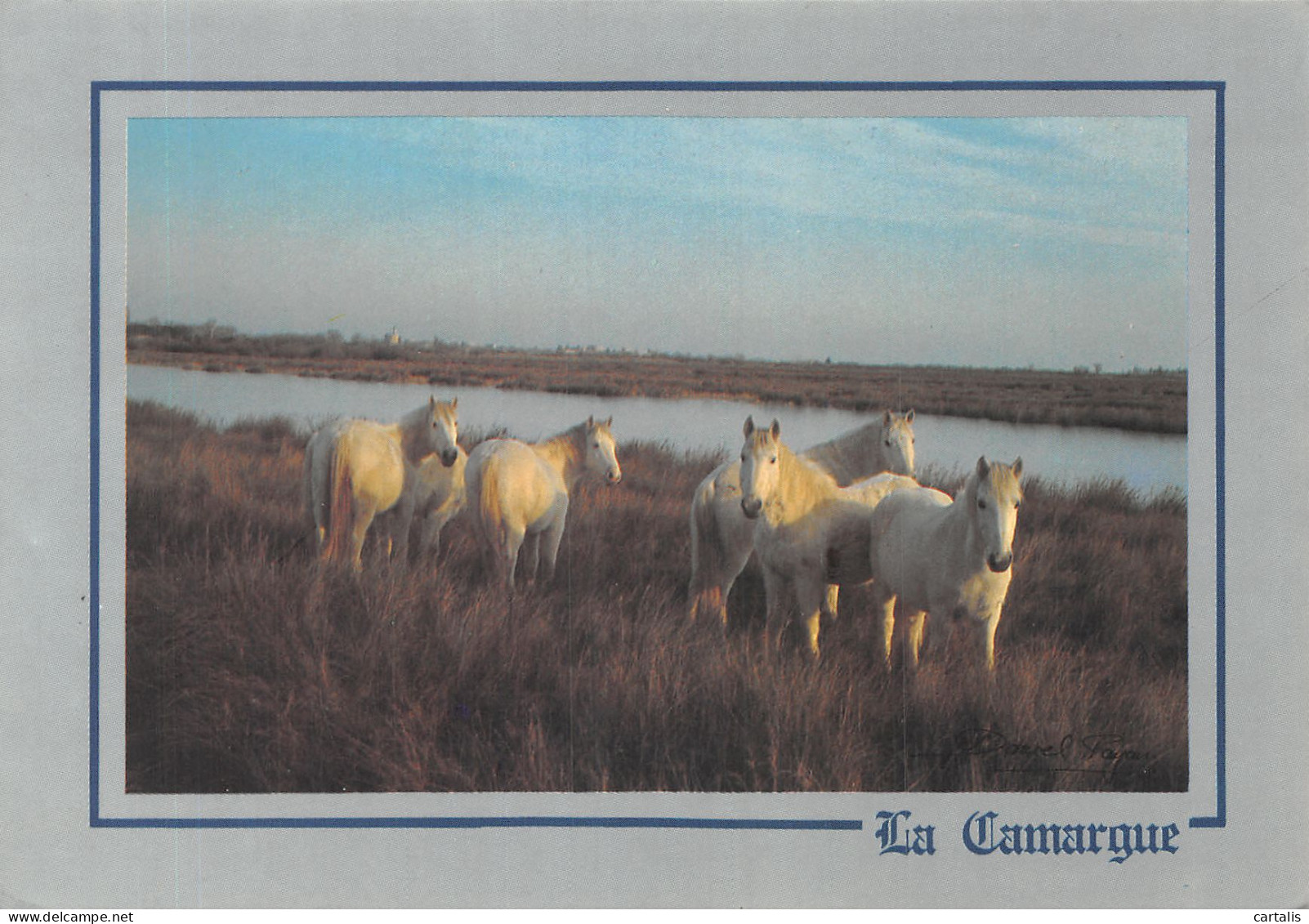 13-CAMARGUE-N°4195-C/0139 - Autres & Non Classés