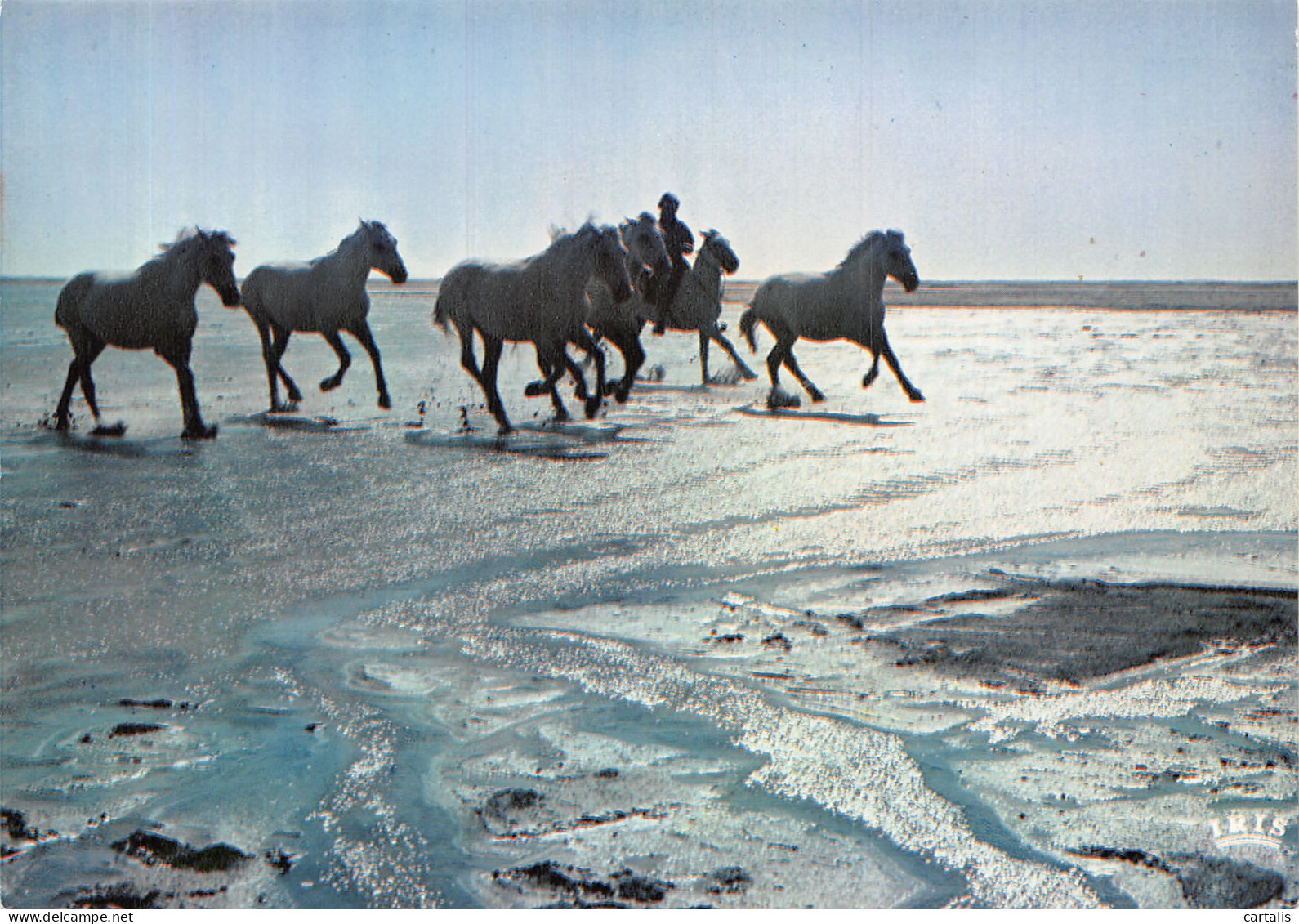 13-CAMARGUE-N°4196-A/0361 - Autres & Non Classés