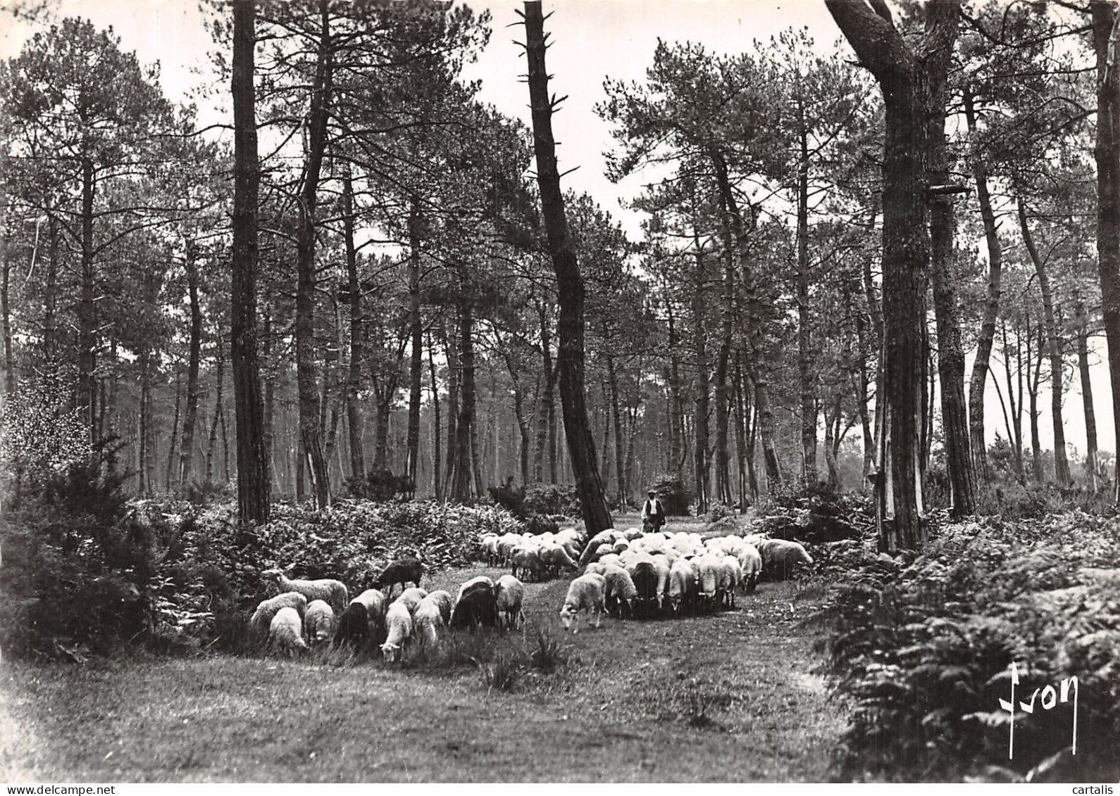 40-LANDES DE GASCOGNE-N°4196-A/0057 - Altri & Non Classificati