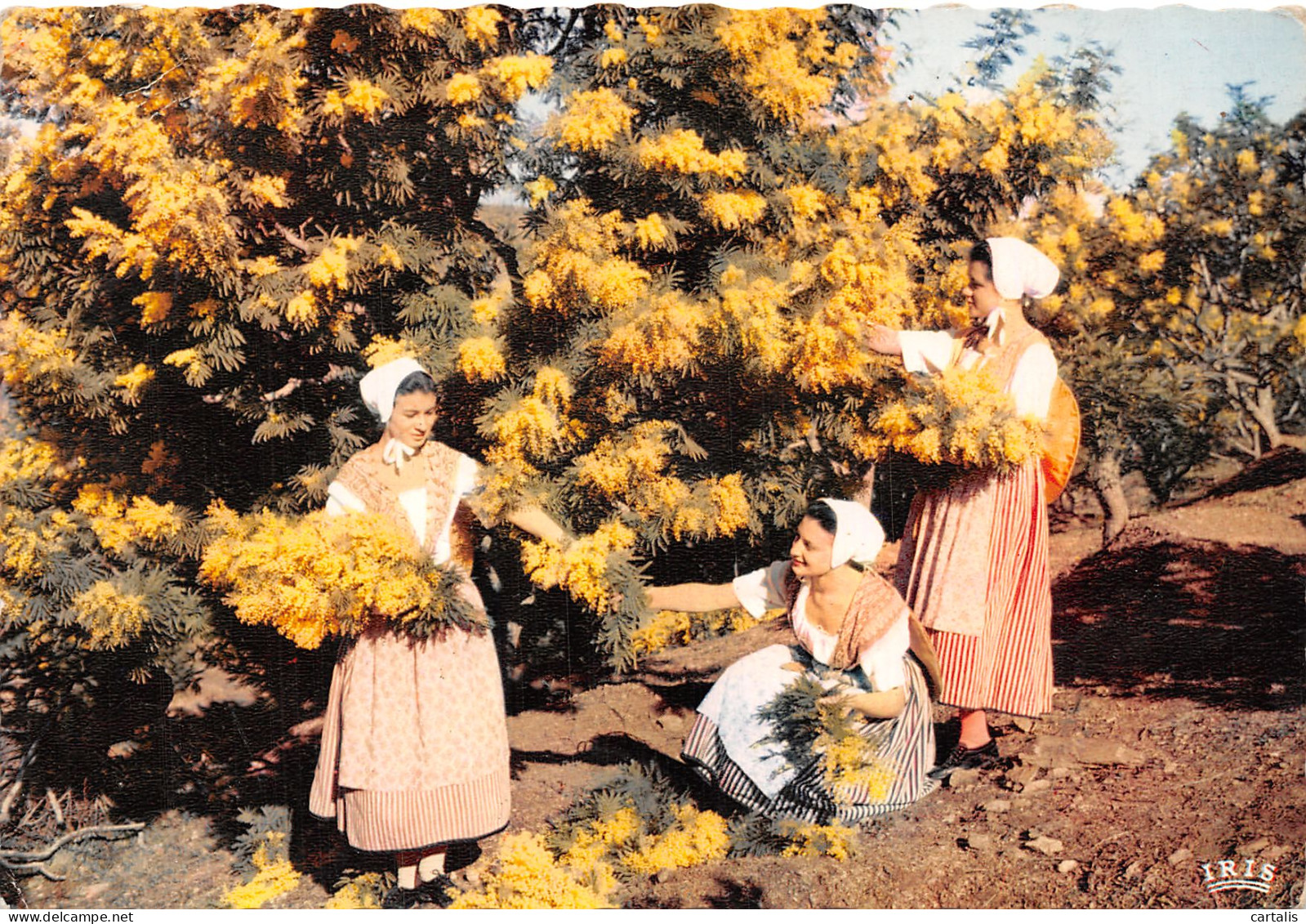 06-CANNES FOLKLORE-N°4197-A/0207 - Cannes