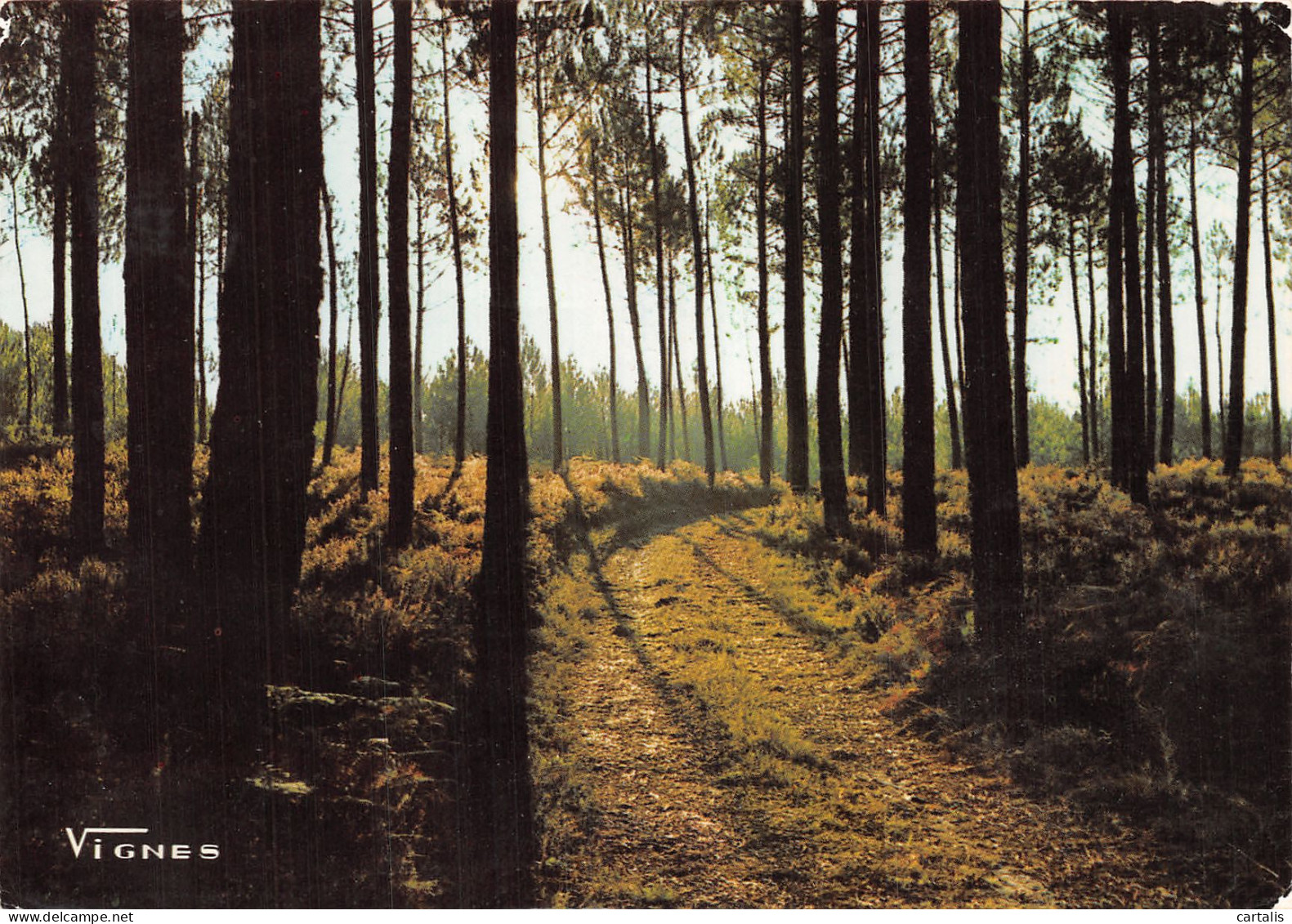 40-LANDES-N°4198-C/0007 - Sonstige & Ohne Zuordnung