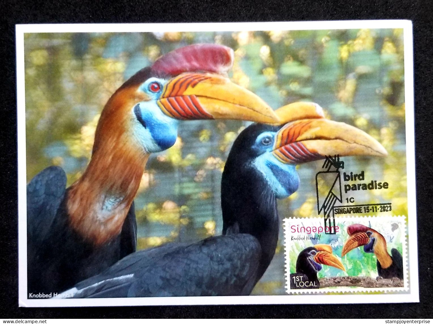 Singapore Bird Paradise Park 2023 Knobbed Hornbill Birds Fauna (maxicard) - Singapour (1959-...)