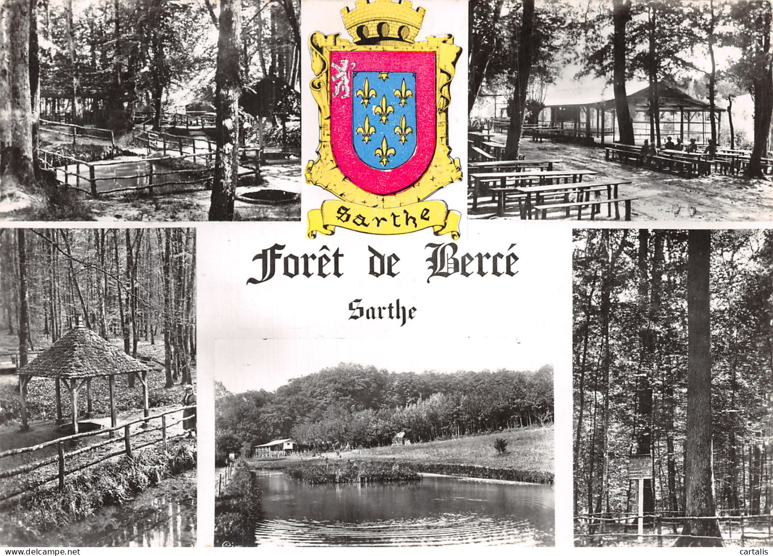 72-FORET DE BERCE-N°4200-B/0095 - Autres & Non Classés