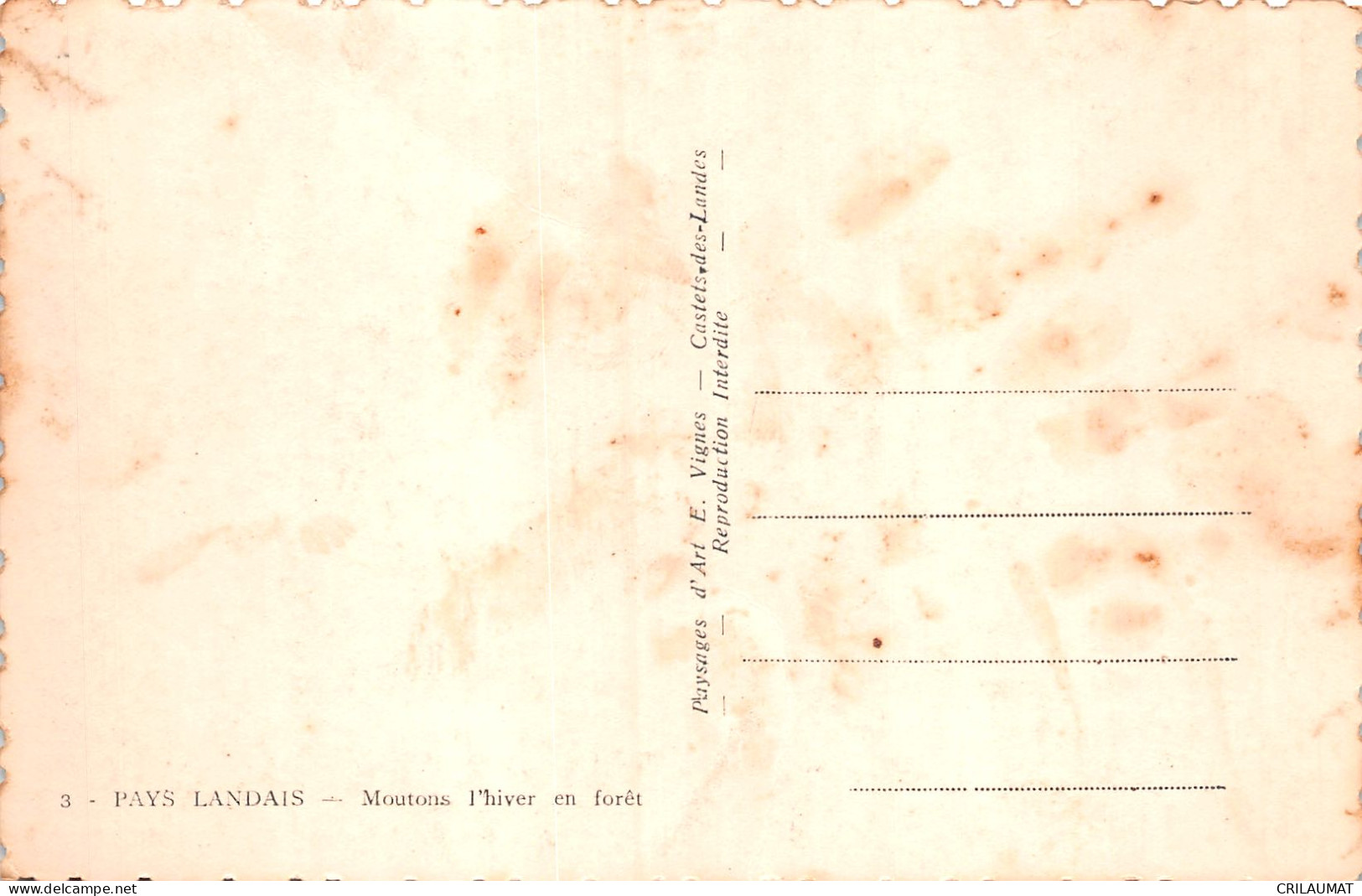 40-PAYS LANDAIS MOUTONS L HIVER EN FORET-N°5147-B/0127 - Autres & Non Classés