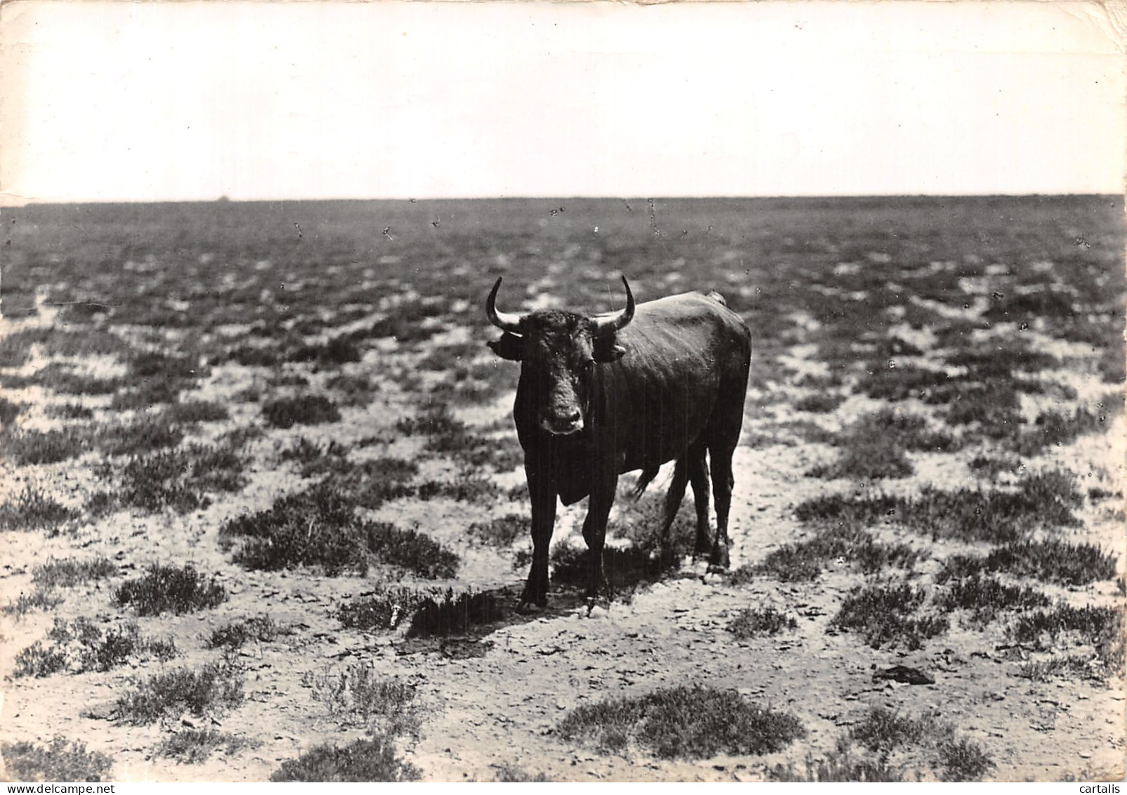 13-LA CAMARGUE-N°4202-D/0157 - Autres & Non Classés