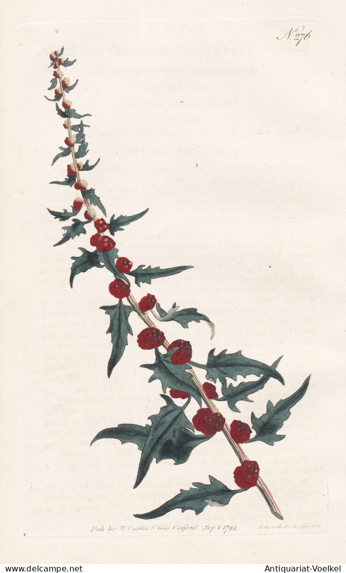 Blitum Virgatum. Strawberry Blite. Tab. 276 - Erdbeerspinat Leafy Goosefoot Erdbeere / Pflanze Plant / Flower - Prints & Engravings