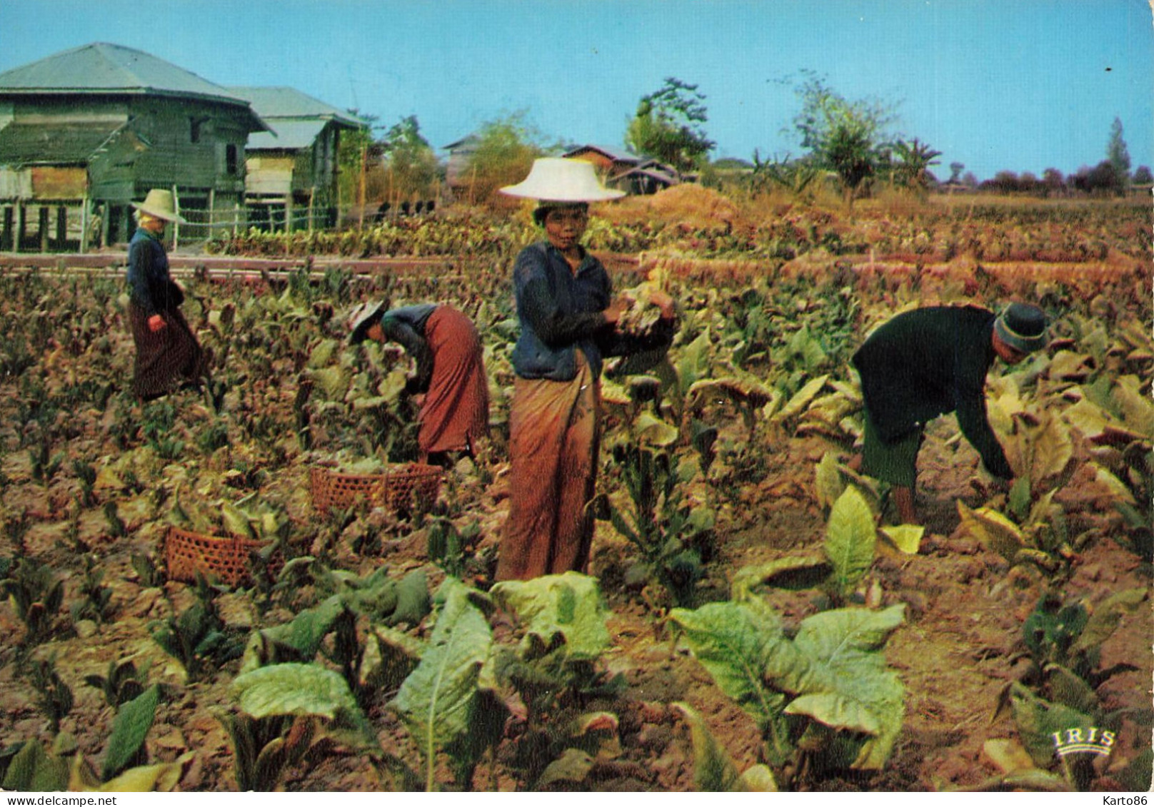 Pitsanulok , Thaïlande * Le Tabac * Récolte Tabacs TABAC - Tailandia