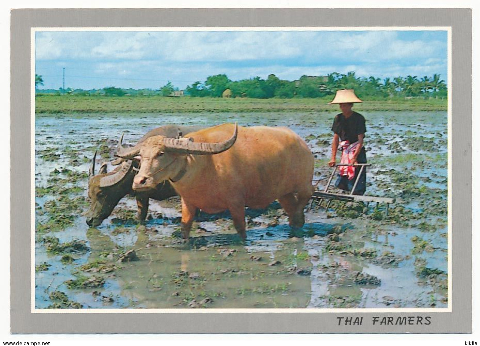 CPSM 10.5 X 15 Thaïlande (64) Cultivation Of The Rice In Thailand Raking The Field In Préparation For Rice Planting* - Thaïlande