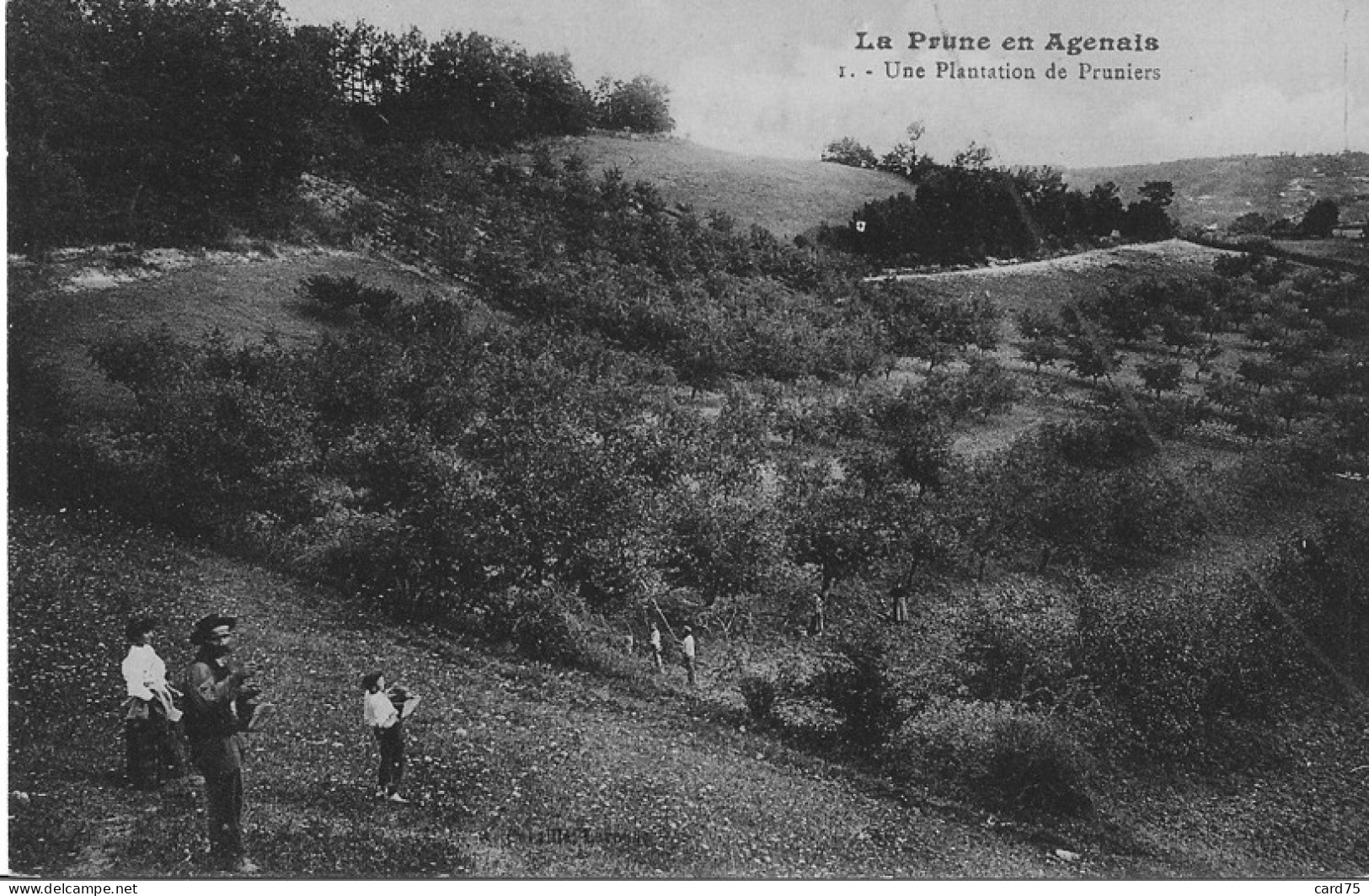 La Prune En Agenais - Une Plantation De Pruniers - Agen