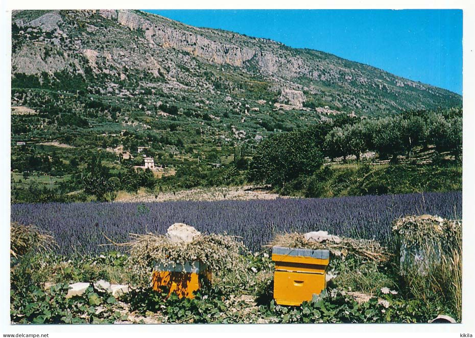 CPSM / CPM 10,5 X 15 Drôme Environs De BUIS LES BARONNIES La Roche Sur Le Buis Avec Ses Lavandes Et Ses Ruches - Buis-les-Baronnies