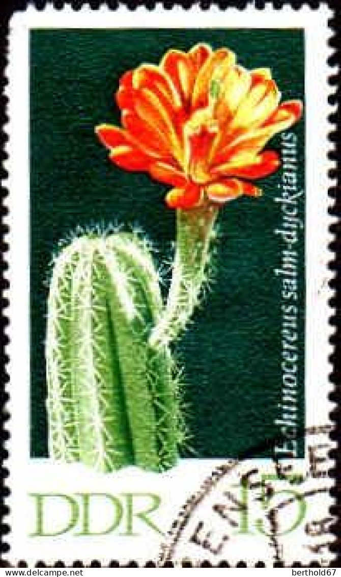 Rda Poste Obl Yv:1318 Mi:1627 Echinocereus Salm-dyckianus (Beau Cachet Rond) - Used Stamps