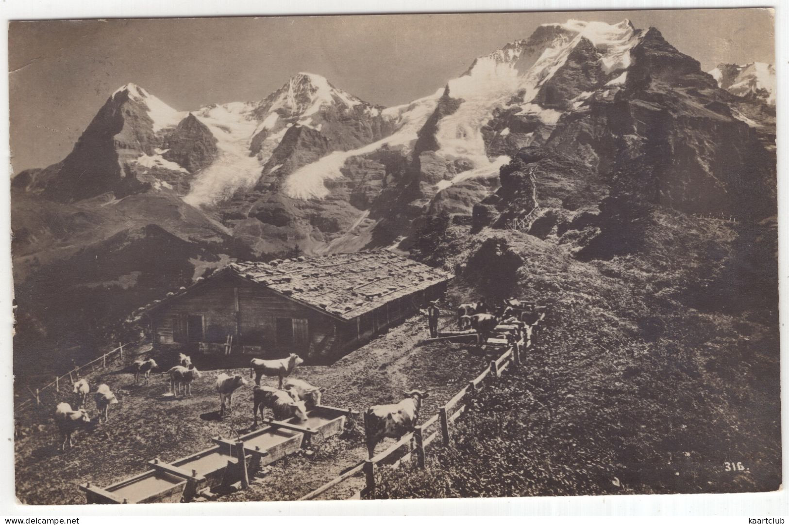 Sennhütte. Eiger, Mönch Und Jungfrau - (Schweiz/Suisse/Switzerland) - 1926 - Kühe/Vache/Vieh/Cattle - Interlaken
