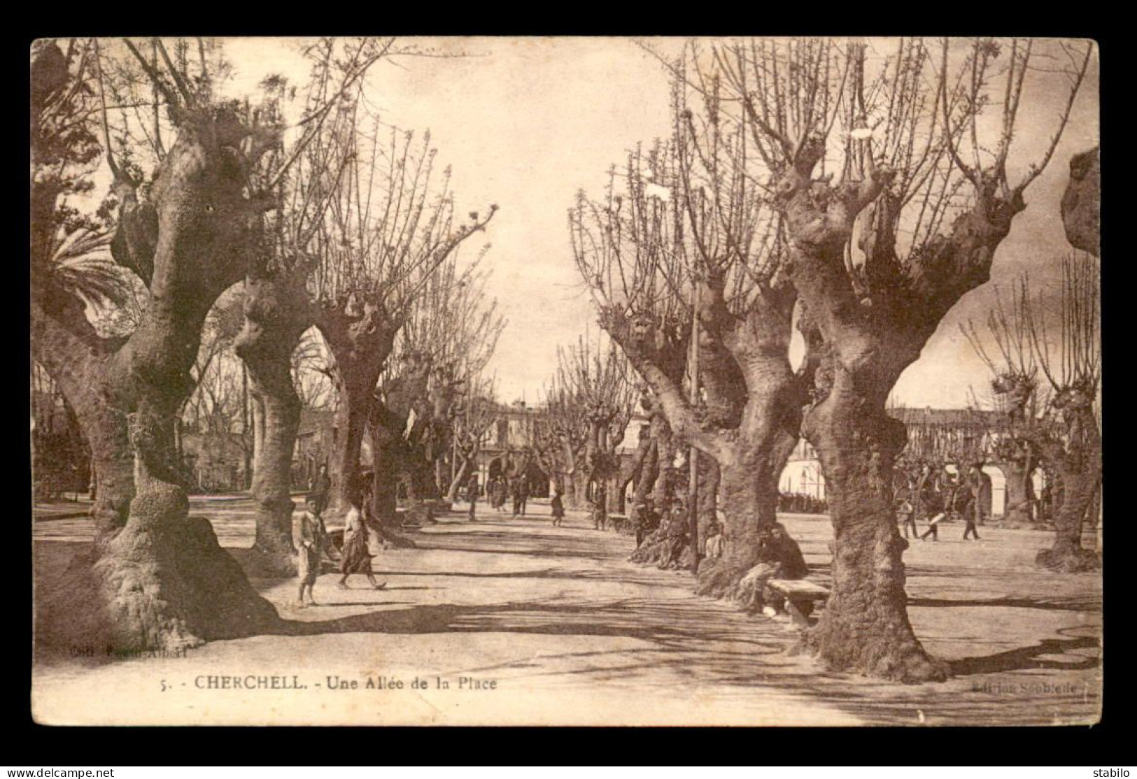 ALGERIE - CHERCHELL - UNE ALLEE DE LA PLACE - Autres & Non Classés