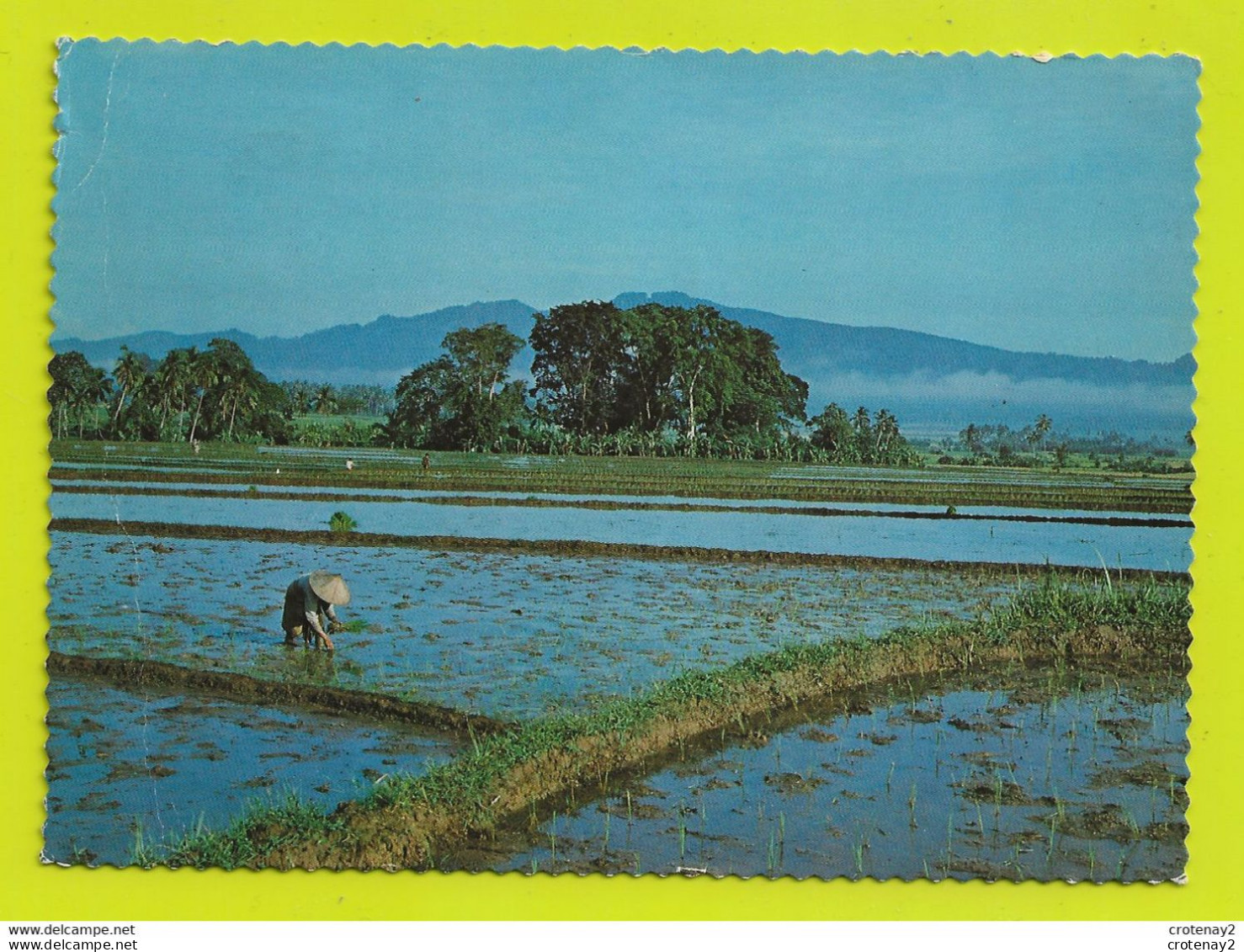 INDONESIE Indonesia CENTRAL JAWA A Rural Scene The Fertile Rice-fields Culture Du Riz En 1979 VOIR DOS 2 BEAUX TIMBRES - Indonesia