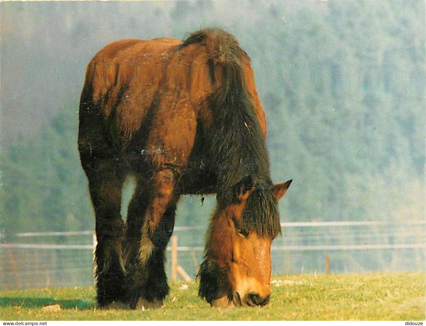 Format Spécial - 150 X 110 Mms - Animaux - Chevaux - Belgique - De Pinte - V.Z.W. Dierenbescherming - Au Paturage - Cart - Chevaux