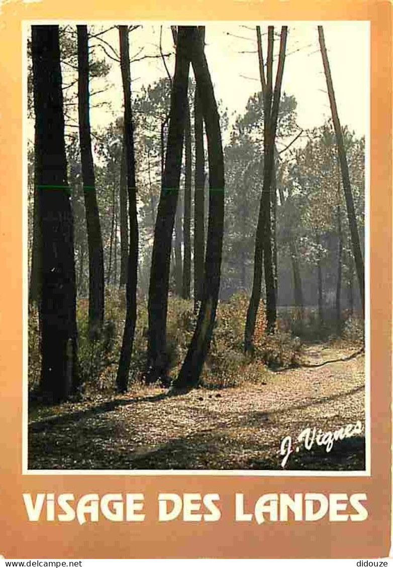 40 - Landes - Foret Landaise - Contre-jour Dans La Foret De Pins - CPM - Voir Scans Recto-Verso - Altri & Non Classificati