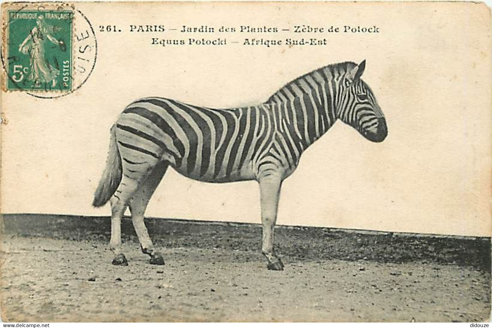 Animaux - Zèbres - Jardin Des Plantes De Paris - Zèbre De Potock - Oblitération Ronde De 1911 - CPA - Etat Pli Visible - - Zebra's