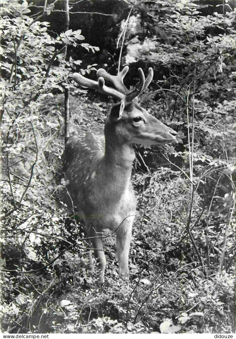 Animaux - Cervidés - Damhirsch Im Natur Und Alpenwildpark - Zoo - Carte Dentelée - CPSM Grand Format - Carte Neuve - Voi - Autres & Non Classés