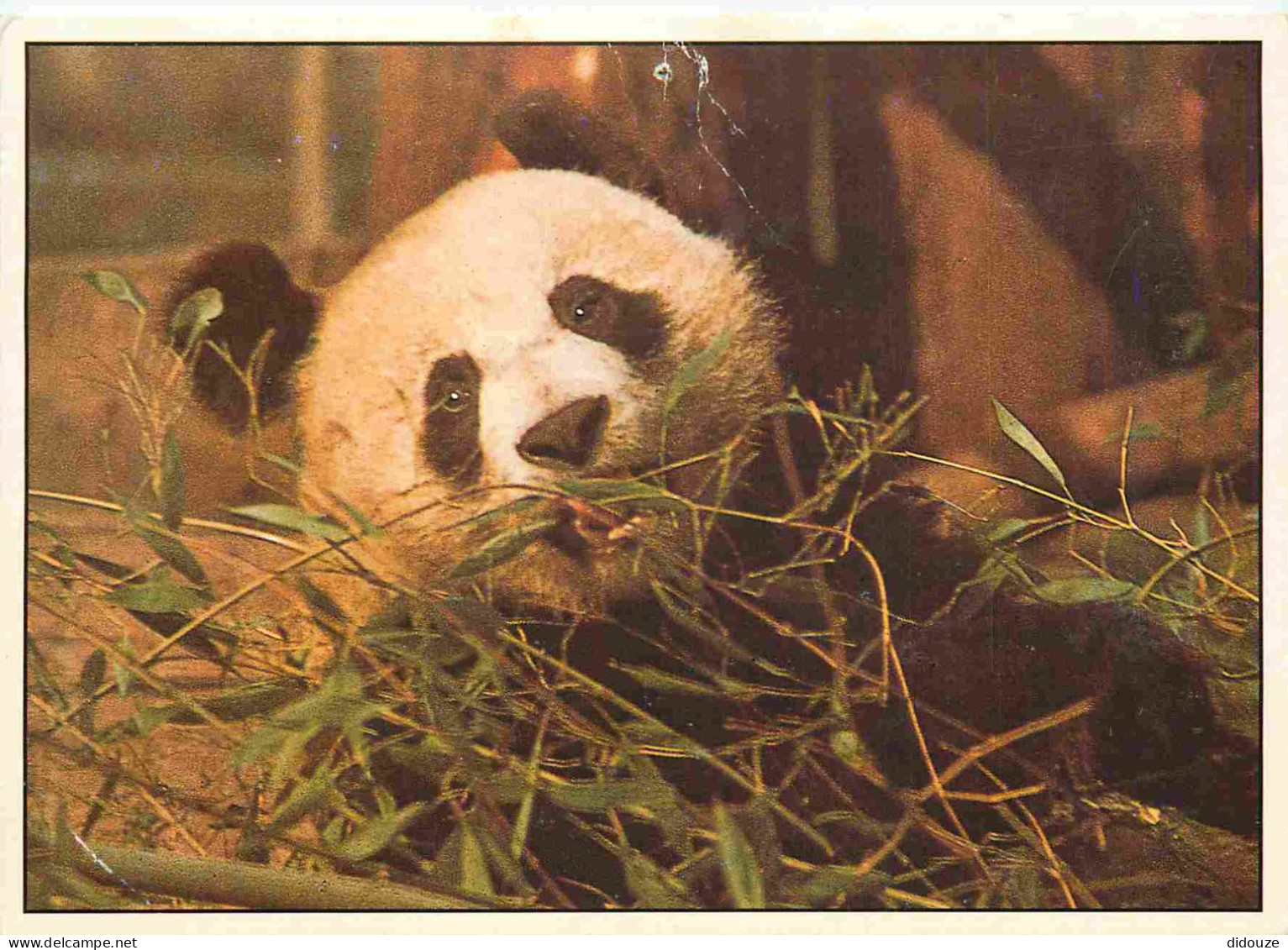 Animaux - Panda - Generargues - Bambuseraie De Prafrance - CPM - Voir Scans Recto-Verso - Autres & Non Classés