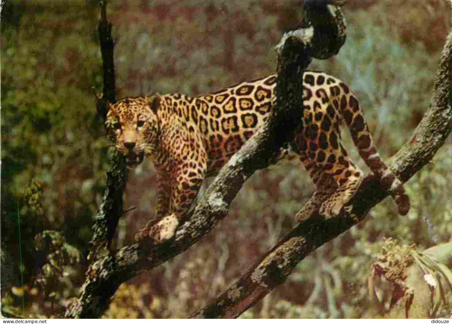 Animaux - Fauves - Jaguar - CPM - Voir Scans Recto-Verso - Autres & Non Classés