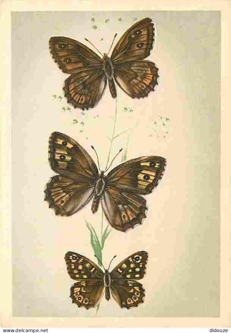 Animaux - Papillons - Papillons Diurnes D'Europe - Série 2 - 19a L'Agreste - Satyrus Semele L - 19b Le Tigris - - Pararg - Butterflies