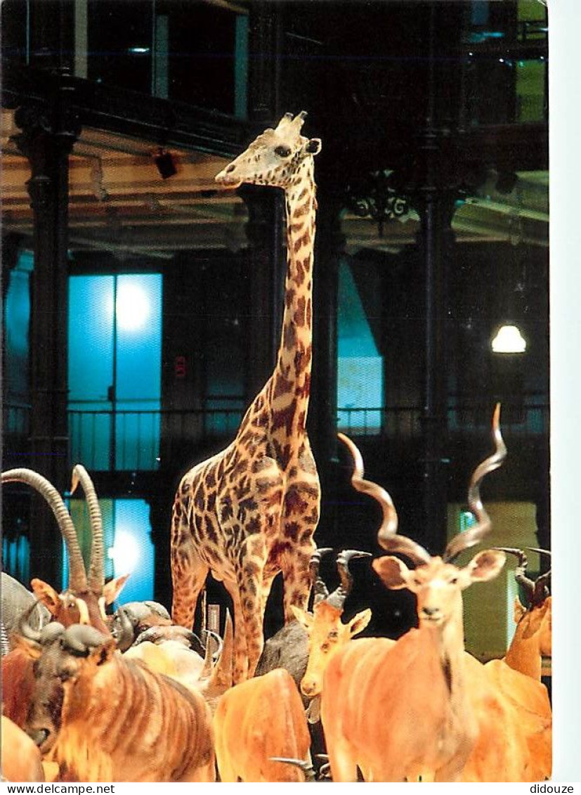 Animaux - Girafes - Editions Du Muséum National D'Histoire Naturelle , 1994 - Caravane Africaine - Grande Galerie Du Jar - Giraffen