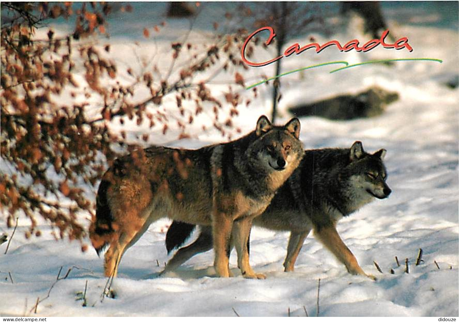 Animaux - Loups - Canada - The Timber Wolf - Le Loup Canadien - Hiver - Neige - Wolf - Lobo - CPM - Carte Neuve - Voir S - Autres & Non Classés