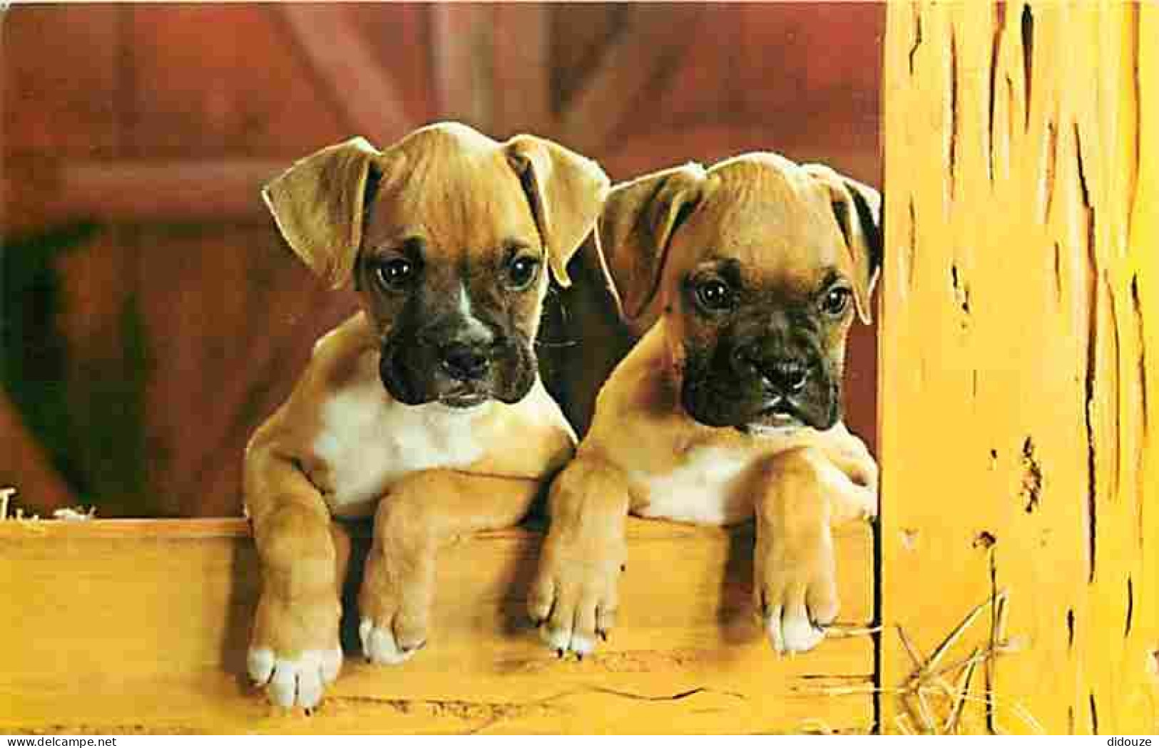 Animaux - Chiens - Bullmastiff - Chiots - CPM - Voir Scans Recto-Verso - Hunde