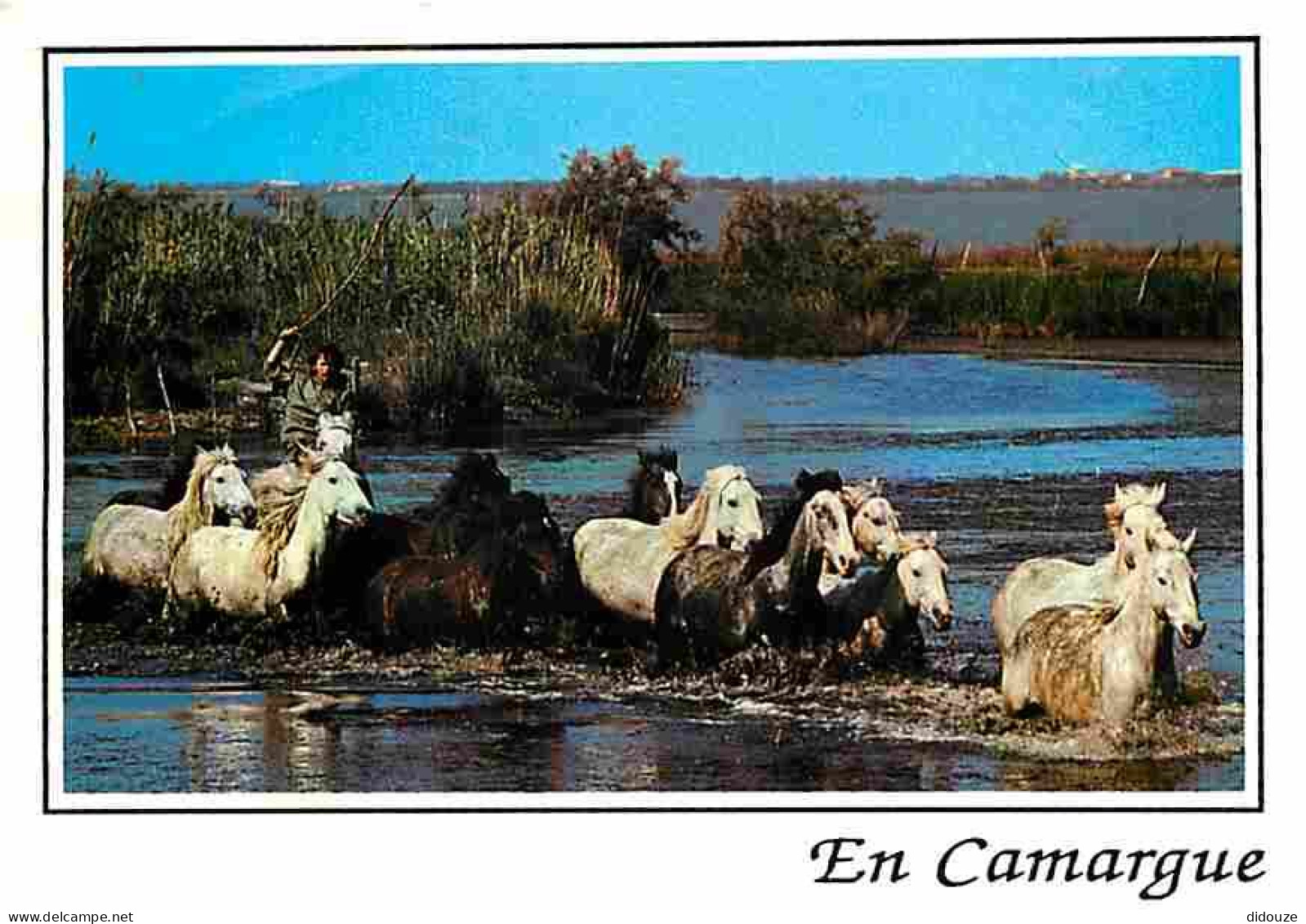 Animaux - Chevaux - Camargue - Manade De Chevaux Camarguais Dans Les Marais - Flamme Postale - CPM - Voir Scans Recto-Ve - Chevaux