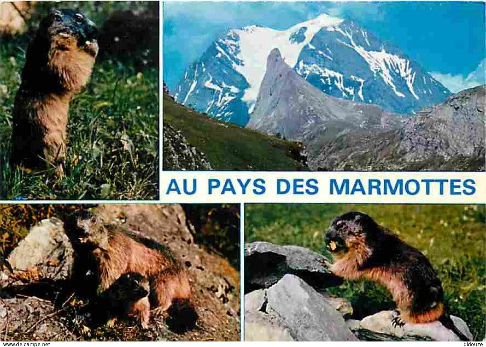 Animaux - Marmottes - CPM - Voir Scans Recto-Verso - Autres & Non Classés