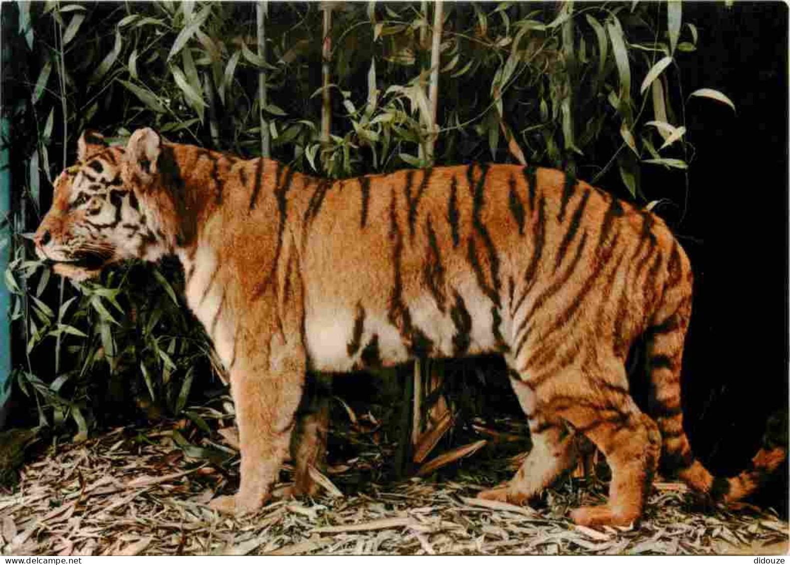 Animaux - Fauves - Tigre - Museo Civico Di Storia Naturale Milano - CPM - Voir Scans Recto-Verso - Tigri