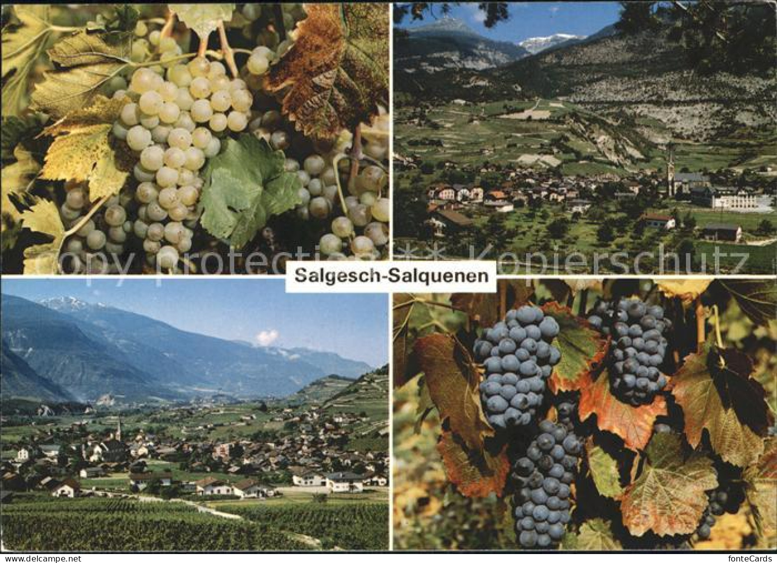 11865877 Salgesch Panorama Weintrauben Weiss Und Rot Salgesch - Autres & Non Classés