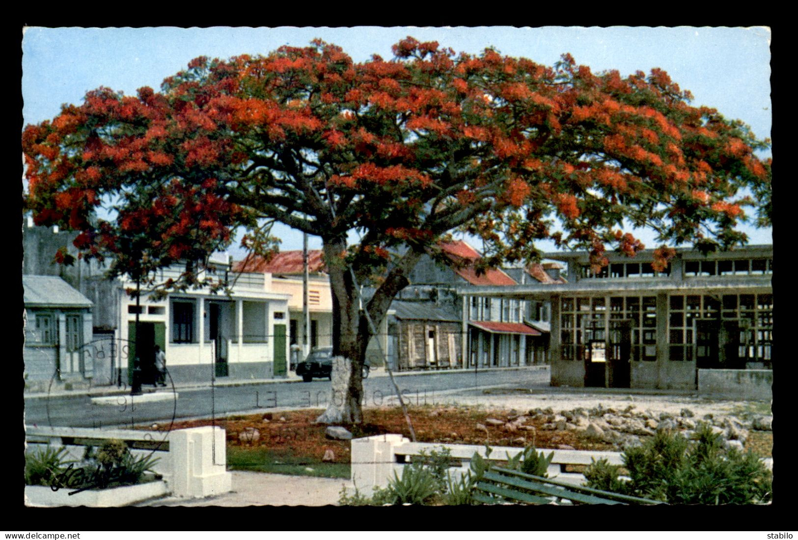 GUADELOUPE - PORT-LOUIS - FLAMBOYANT EN FLEUR - Other & Unclassified