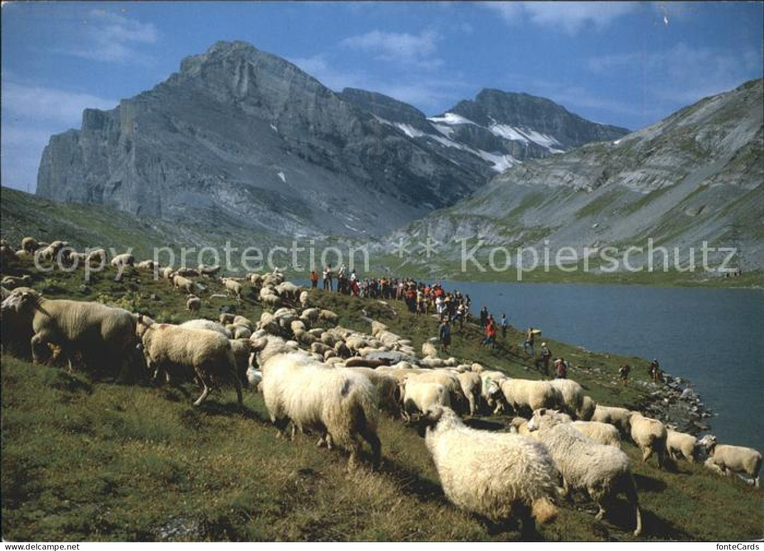 11865277 Daubensee Schafherde Gemmipass Daubensee - Autres & Non Classés