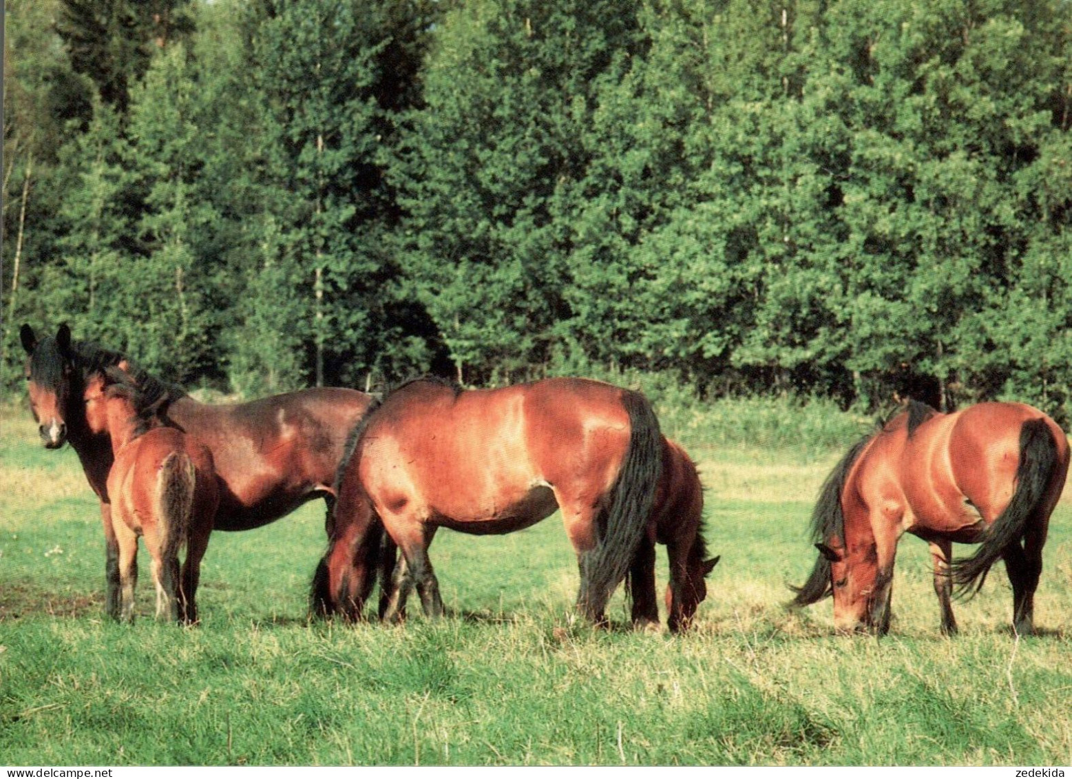 H2368 - TOP Pferd Pferde Horses Kaltblut - Wendy - Paarden