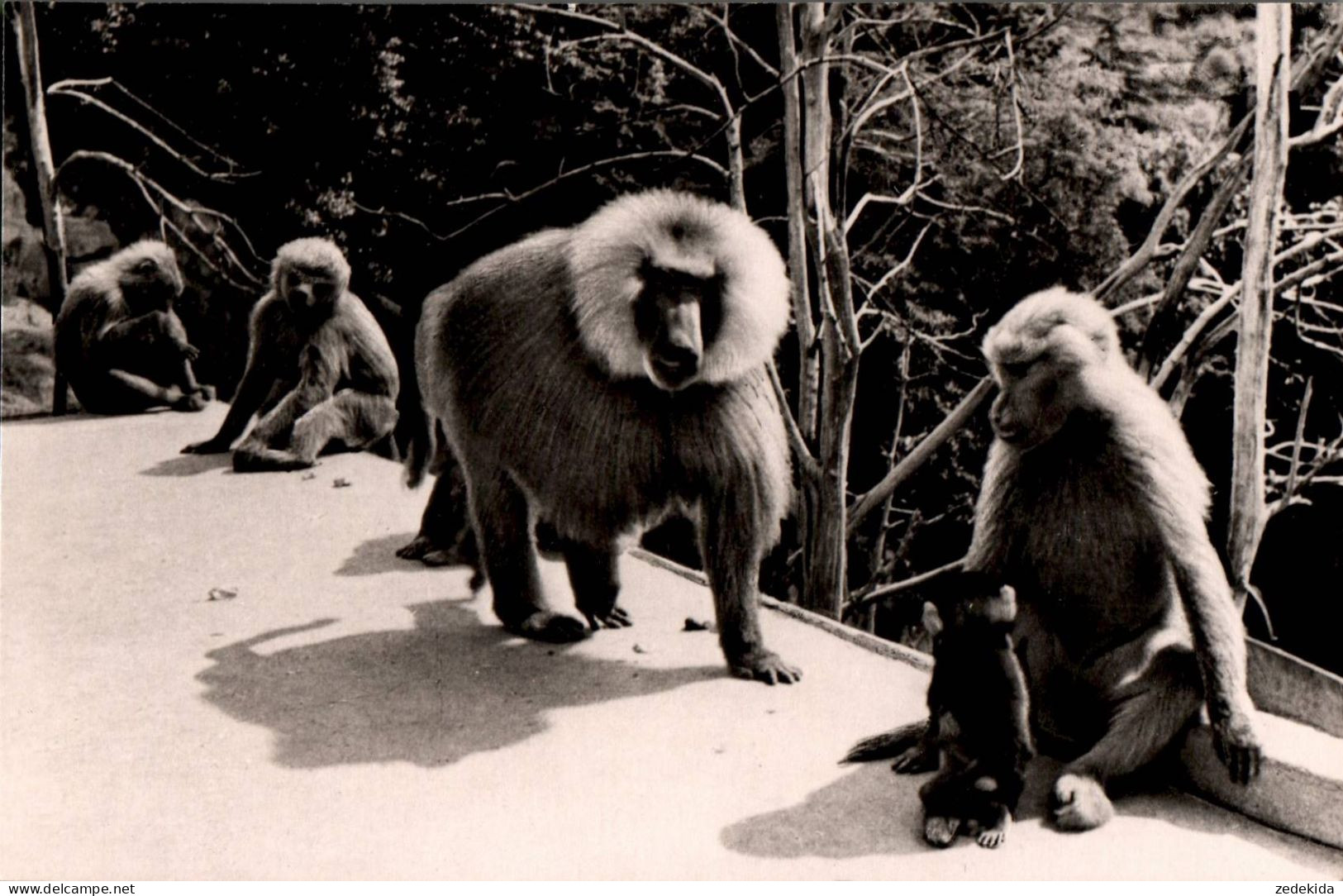 B1351 - Affe Pavian - Monkeys